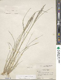 Diplachne fusca subsp. fascicularis image