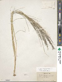 Diplachne fusca subsp. fascicularis image