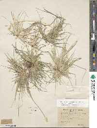 Diplachne fusca subsp. fascicularis image