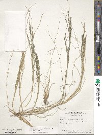 Diplachne fusca subsp. fascicularis image