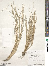 Diplachne fusca subsp. fascicularis image