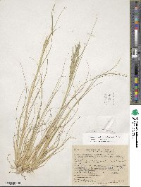 Diplachne fusca subsp. fascicularis image