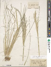 Diplachne fusca subsp. fascicularis image