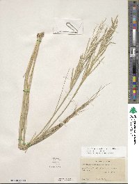 Diplachne fusca subsp. fascicularis image