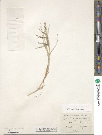 Diplachne fusca subsp. fascicularis image