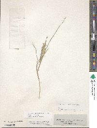 Diplachne fusca subsp. fascicularis image