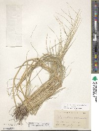 Diplachne fusca subsp. fascicularis image