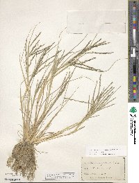 Diplachne fusca subsp. fascicularis image