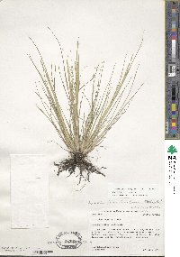 Diplachne fusca subsp. fascicularis image