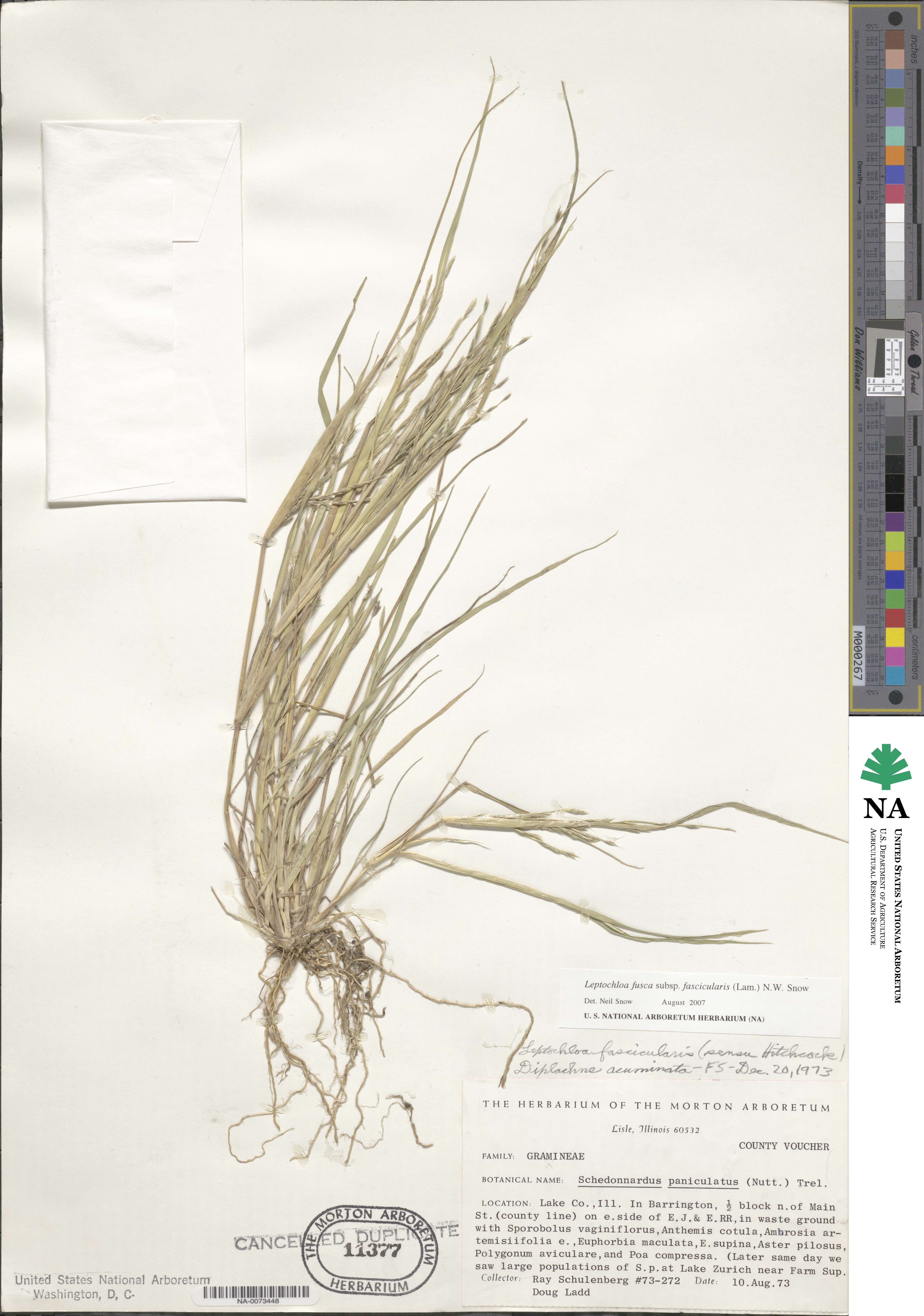 Diplachne fusca subsp. fascicularis image