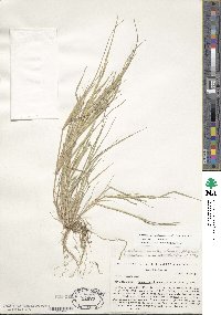 Diplachne fusca subsp. fascicularis image