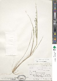 Diplachne fusca subsp. fascicularis image