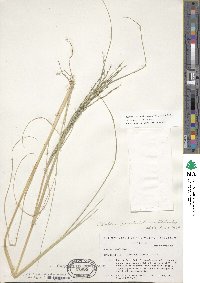 Diplachne fusca subsp. fascicularis image