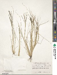 Diplachne fusca subsp. fascicularis image