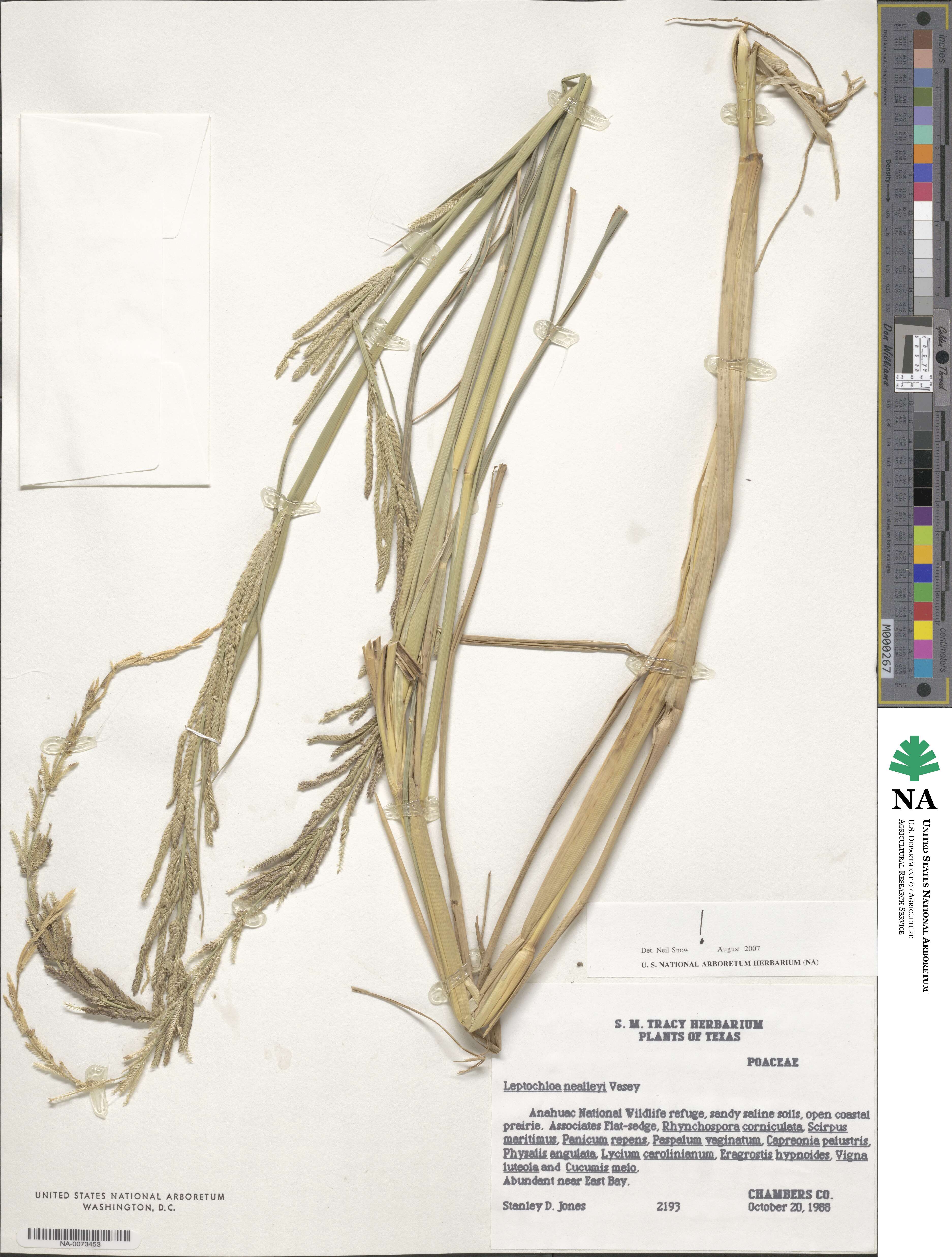 Leptochloa nealleyi image