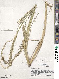 Image of Leptochloa nealleyi