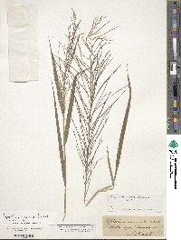 Leptochloa panicea subsp. brachiata image