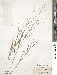 Leptochloa panicea image