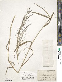 Leptochloa panicea subsp. brachiata image