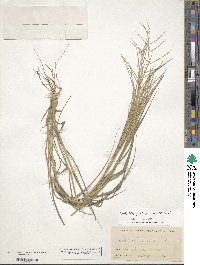 Leptochloa panicea subsp. brachiata image