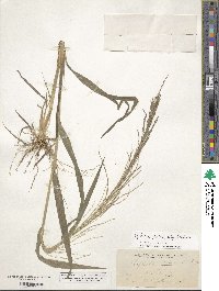 Leptochloa panicea subsp. brachiata image