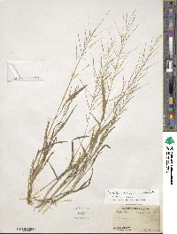 Leptochloa panicea image