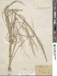 Leptochloa panicea image