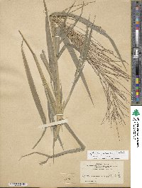 Leptochloa panicea subsp. brachiata image