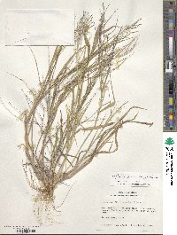 Leptochloa panicea subsp. brachiata image