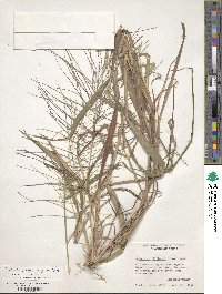 Leptochloa panicea subsp. brachiata image