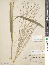 Leptochloa panicea subsp. brachiata image