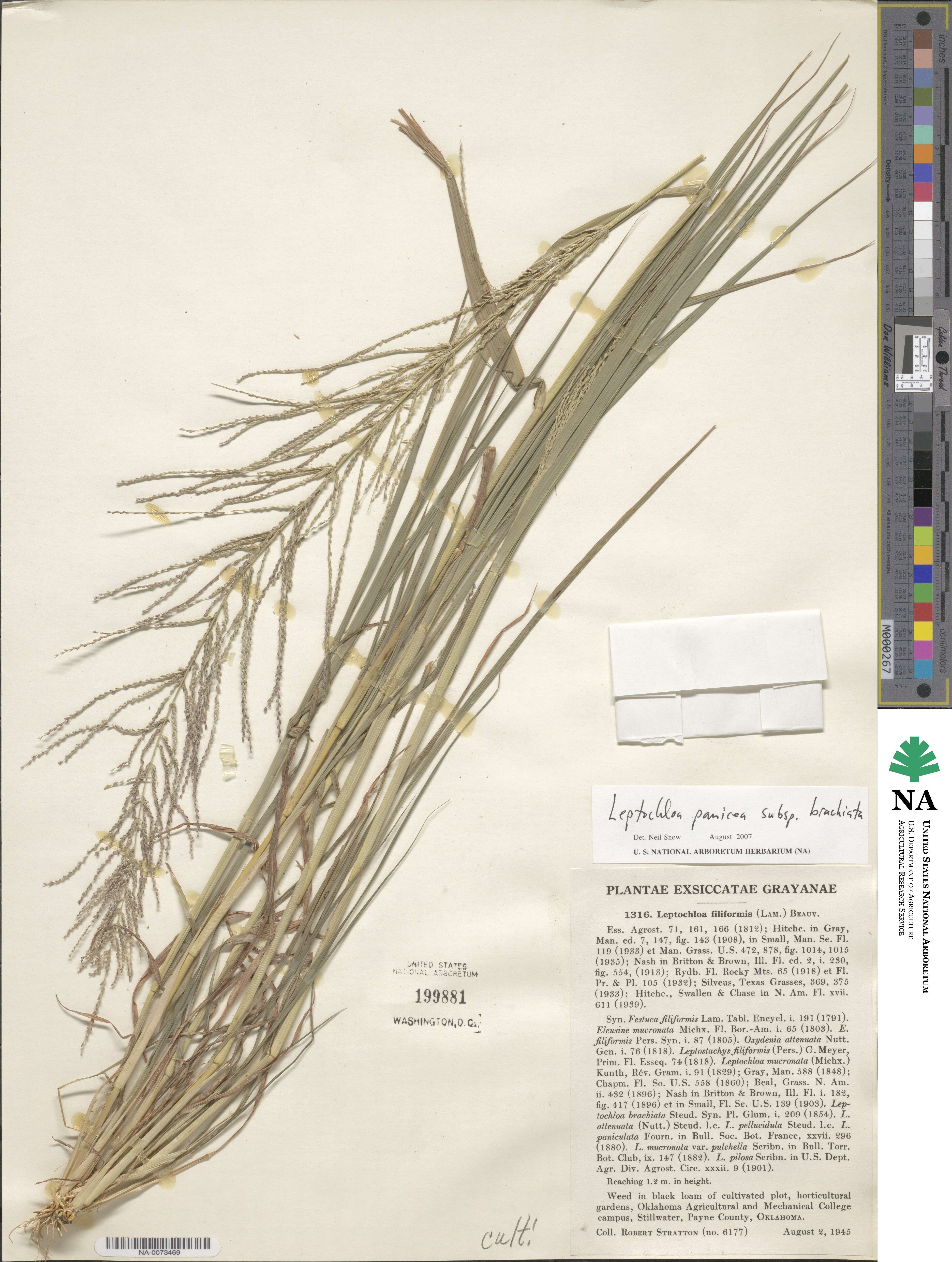 Leptochloa panicea image