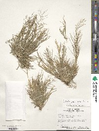 Leptochloa panicea image