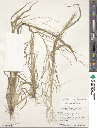 Image of Leptochloa mucronata