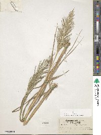 Leptochloa panicea image