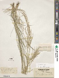 Leptochloa virgata image