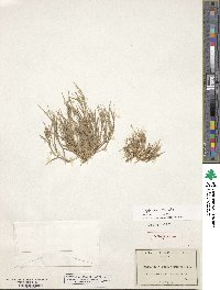 Leptochloa viscida image