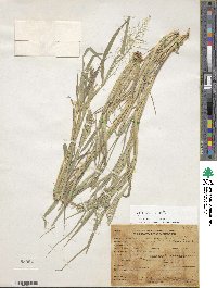 Leptochloa viscida image