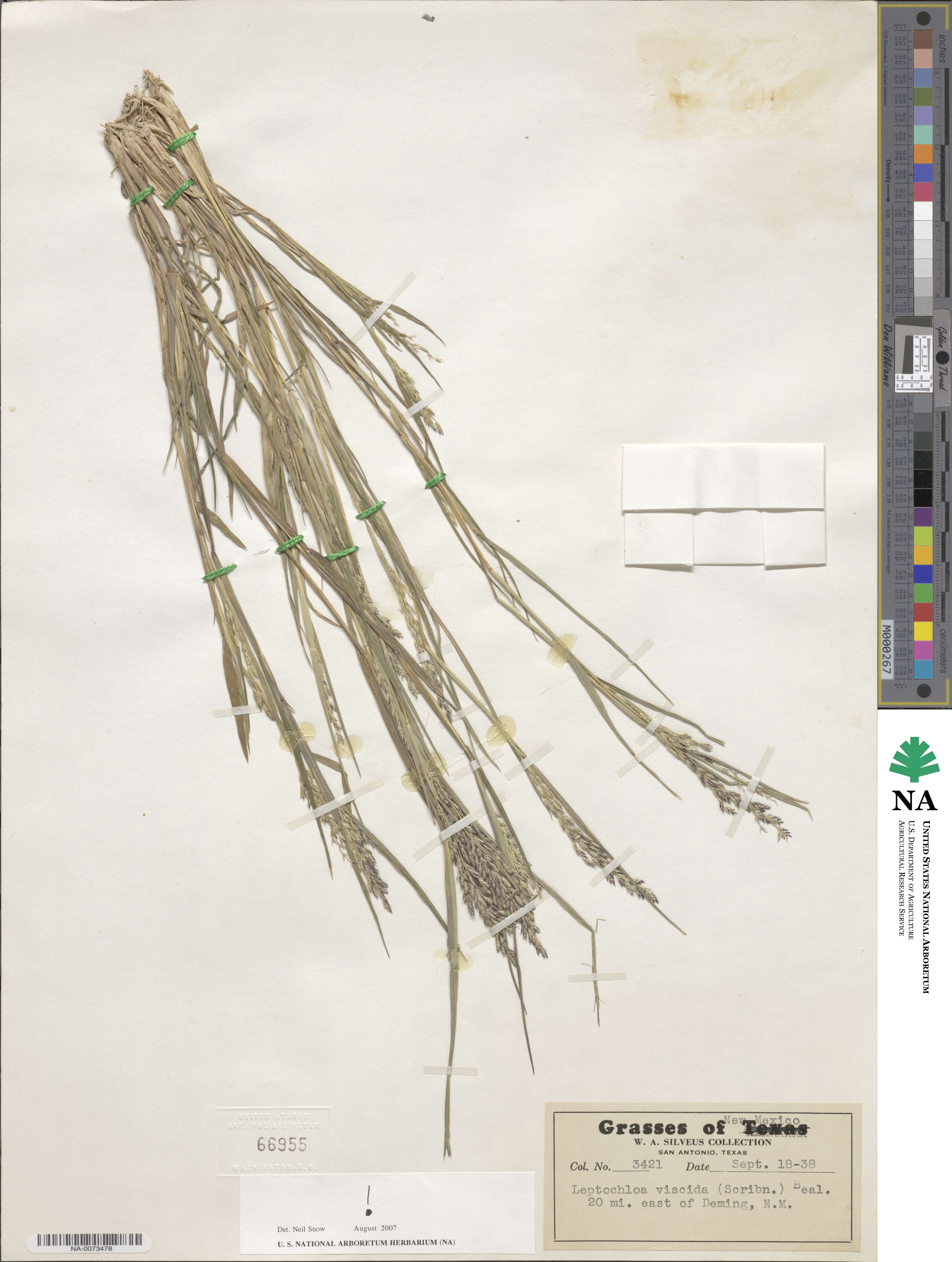 Leptochloa viscida image