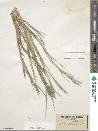 Leptochloa viscida image