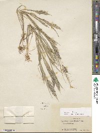 Leptochloa viscida image