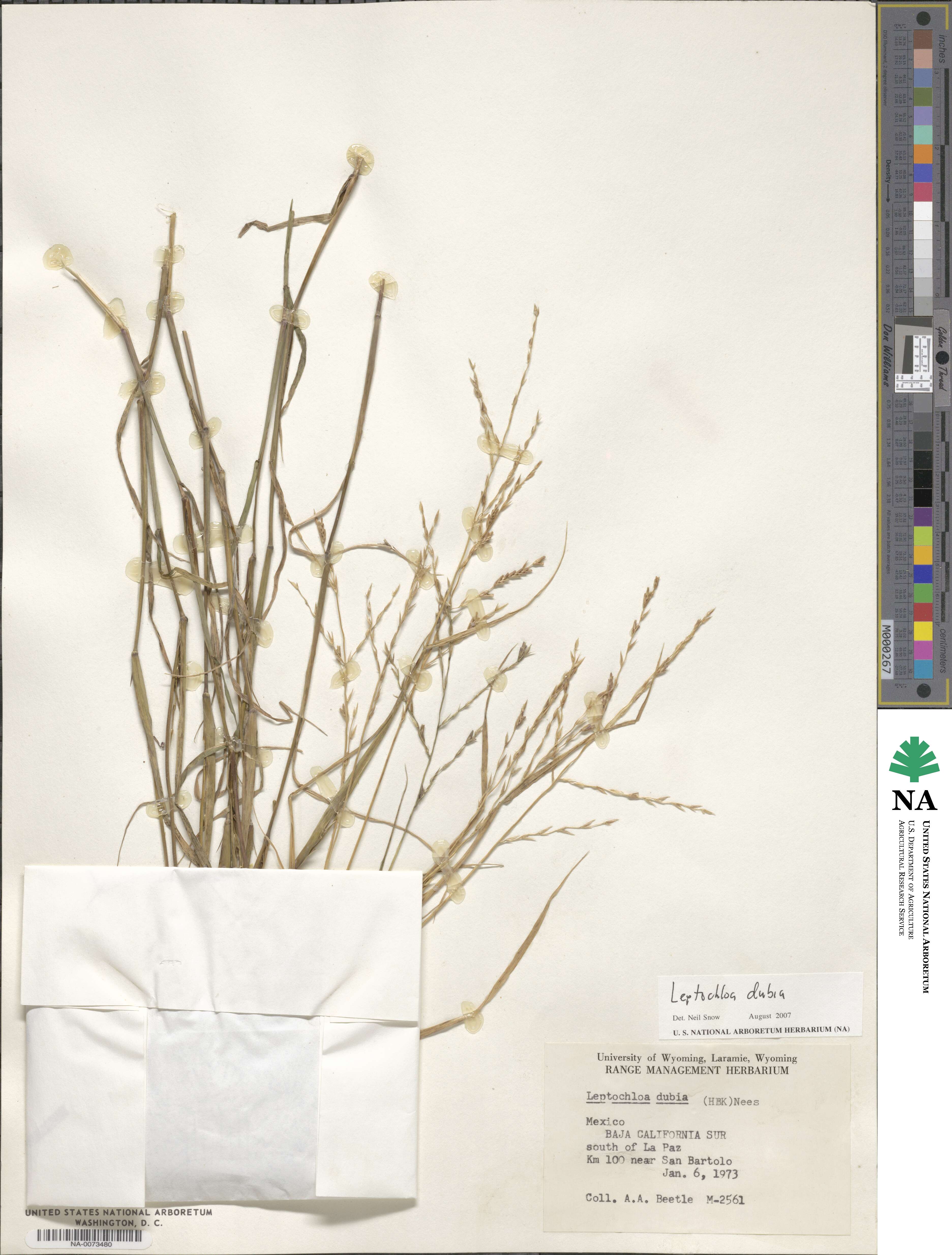 Disakisperma dubium image