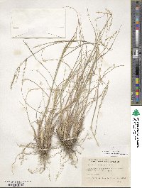 Disakisperma dubium image