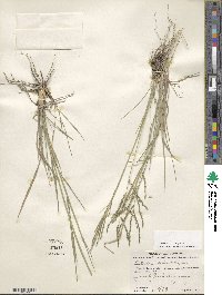 Disakisperma dubium image