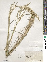 Disakisperma dubium image