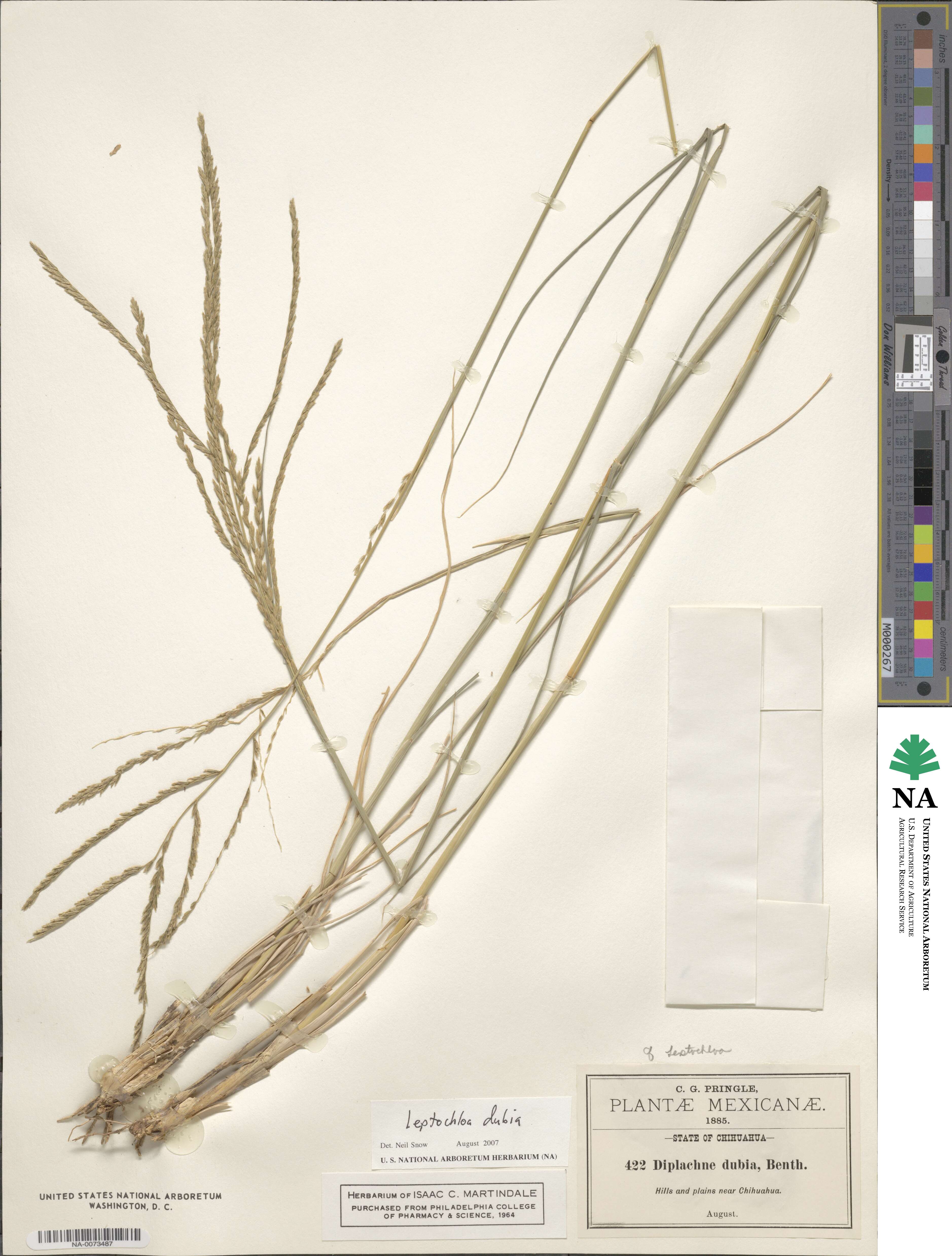Disakisperma image