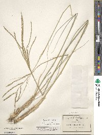 Disakisperma dubium image