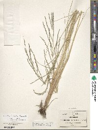 Diplachne fusca subsp. fascicularis image