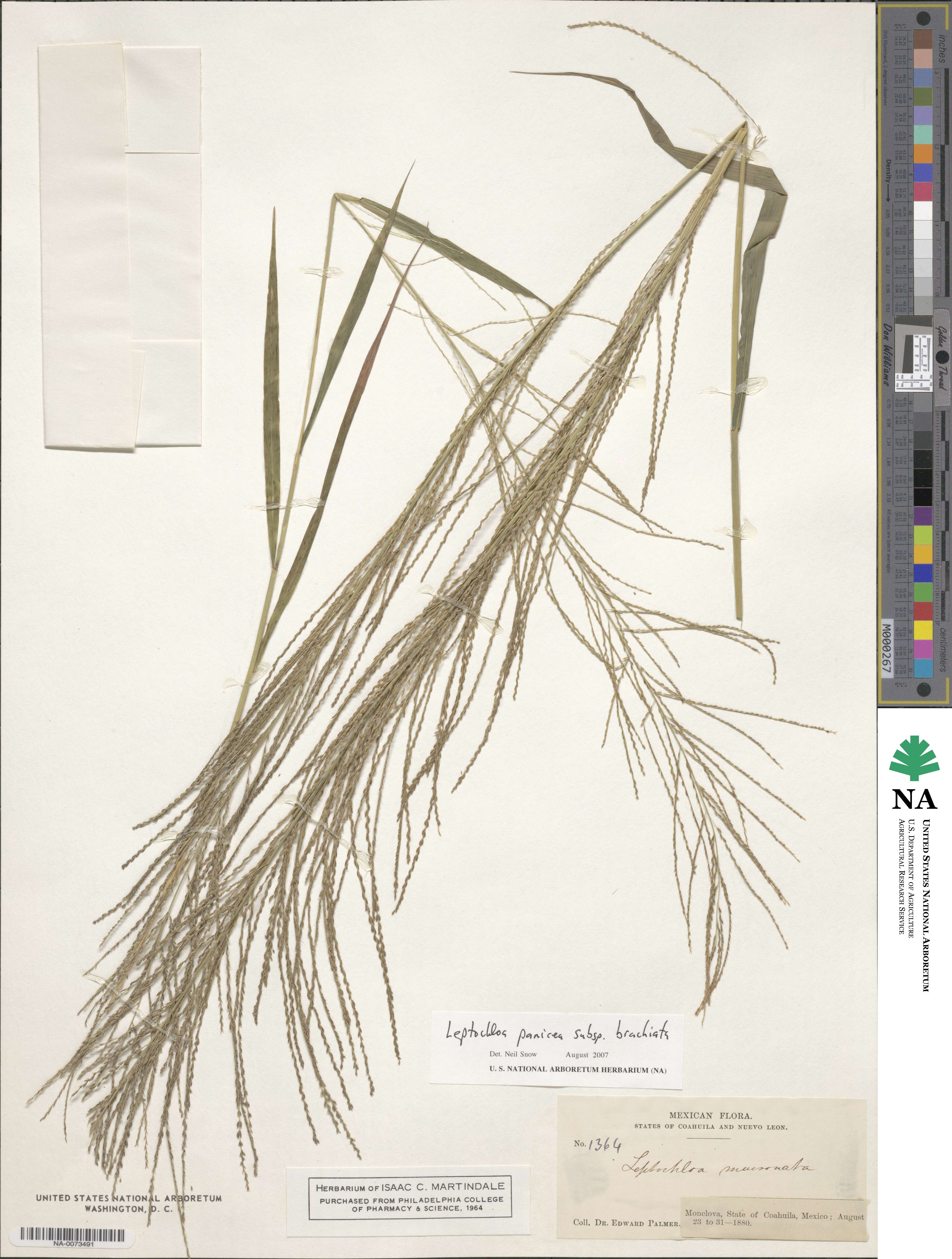 Leptochloa panicea image