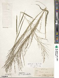 Leptochloa panicea subsp. brachiata image